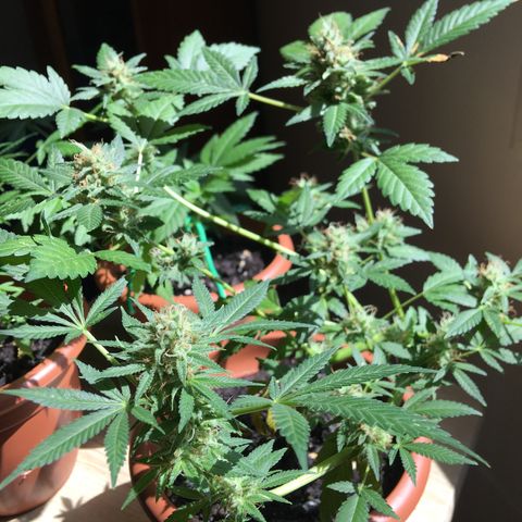 Janis  growlog photo: Enamorado por Janis ✨🪴
Noto que ella está aumentando el tamaño y peso de sus cogollos ansioso para cosecharlos 🖖🏼🪴❤️
