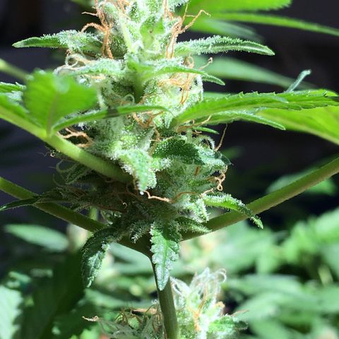 Janis  growlog photo: Enamorado por Janis ✨🪴
Noto que ella está aumentando el tamaño y peso de sus cogollos ansioso para cosecharlos 🖖🏼🪴❤️