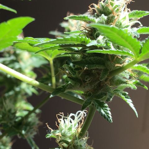 Janis  growlog photo: Enamorado por Janis ✨🪴
Noto que ella está aumentando el tamaño y peso de sus cogollos ansioso para cosecharlos 🖖🏼🪴❤️