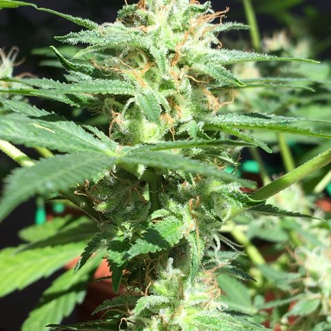 Janis  growlog photo: Enamorado por Janis ✨🪴
Noto que ella está aumentando el tamaño y peso de sus cogollos ansioso para cosecharlos 🖖🏼🪴❤️