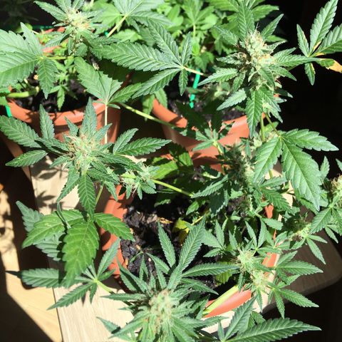 Janis  growlog photo: Enamorado por Janis ✨🪴
Noto que ella está aumentando el tamaño y peso de sus cogollos ansioso para cosecharlos 🖖🏼🪴❤️