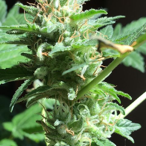 Janis  growlog photo: Enamorado por Janis ✨🪴
Noto que ella está aumentando el tamaño y peso de sus cogollos ansioso para cosecharlos 🖖🏼🪴❤️