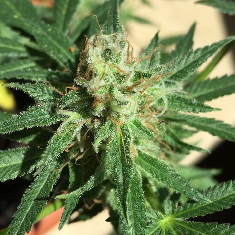 Janis  growlog photo: Enamorado por Janis ✨🪴
Noto que ella está aumentando el tamaño y peso de sus cogollos ansioso para cosecharlos 🖖🏼🪴❤️