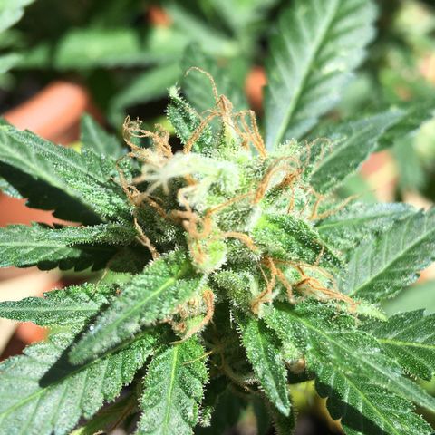 Janis  growlog photo: Enamorado por Janis ✨🪴
Noto que ella está aumentando el tamaño y peso de sus cogollos ansioso para cosecharlos 🖖🏼🪴❤️