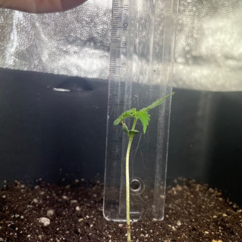 Amnésia  haze auto#3 growlog timeline photo