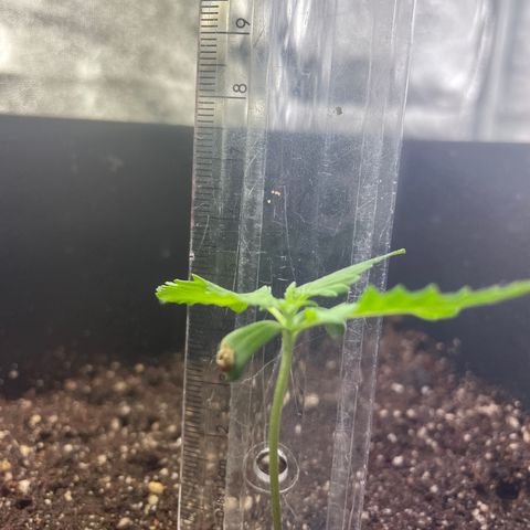 Amnésia Haze auto  #2 growlog timeline photo