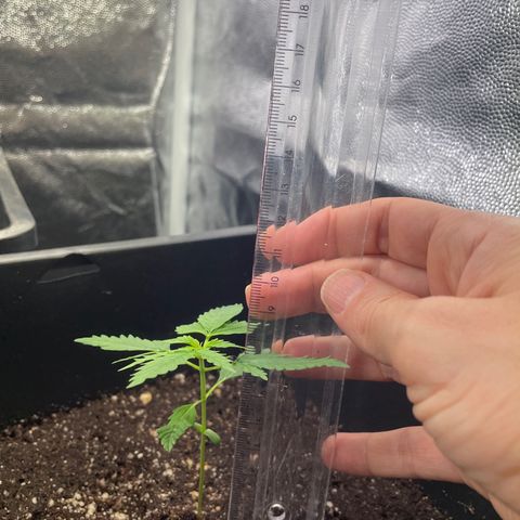 Amnésia  haze auto#3 growlog photo: Plantinha com 10cm