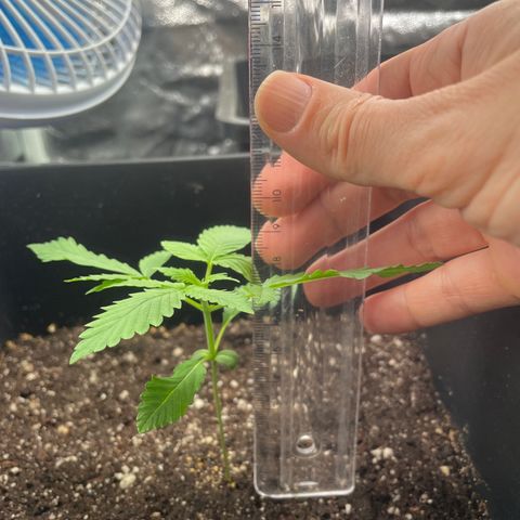 Amnésia  haze auto#3 growlog photo: Plantinha c 10cm