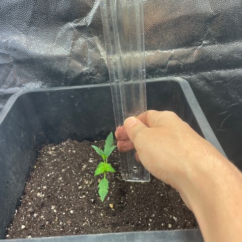 Amnésia  Haze Auto#1 growlog photo: Plantinha com 6cm.
Na recuperacao de overfert. Usei p regar um pulverizador e acabou molhando folha c o fert. 