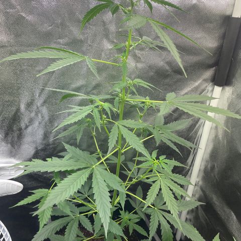 Amnésia  haze auto#3 growlog timeline photo
