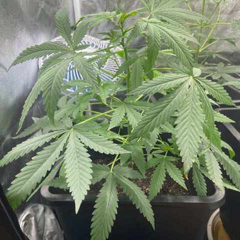 Amnésia Haze auto  #2 growlog timeline photo