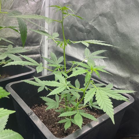 Amnésia  Haze Auto#1 growlog timeline photo
