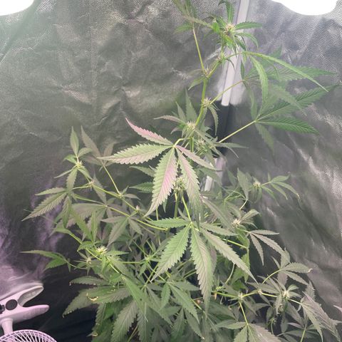 Amnésia Haze auto  #2 growlog timeline photo
