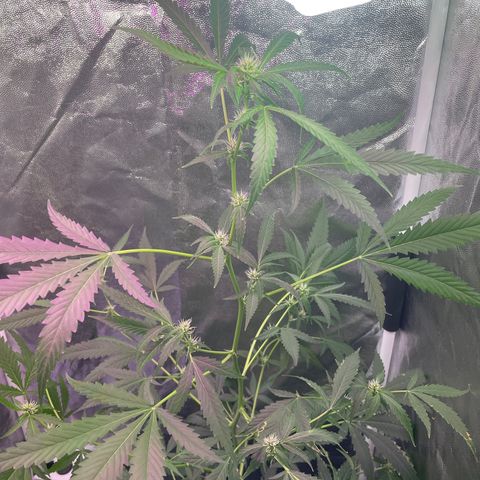 Amnésia Haze auto  #2 growlog timeline photo