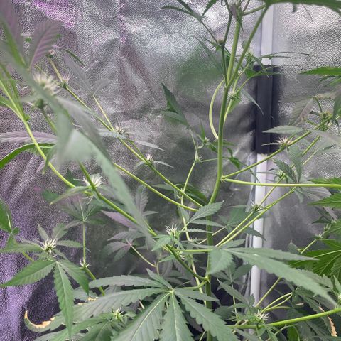 Amnésia Haze auto  #2 growlog timeline photo