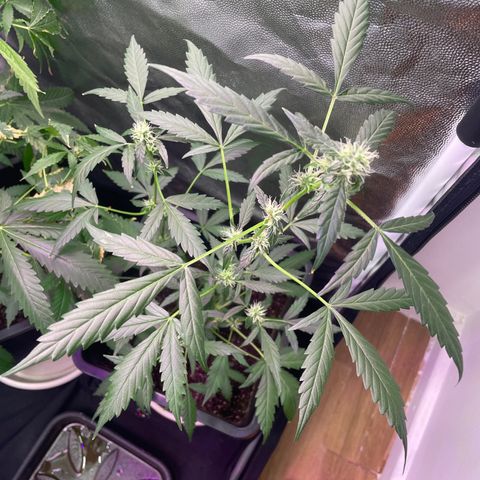 Amnésia  Haze Auto#1 growlog timeline photo