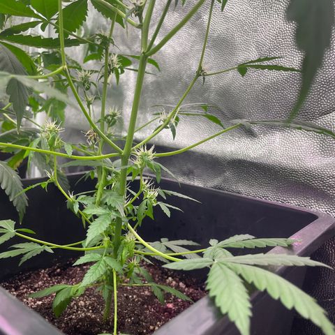 Amnésia  Haze Auto#1 growlog timeline photo