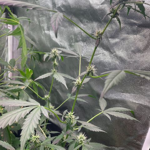 Amnésia  Haze Auto#1 growlog timeline photo