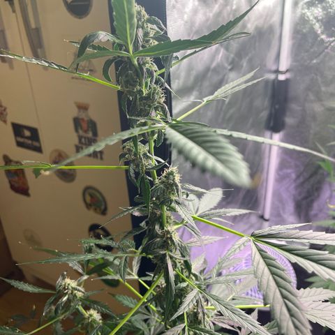 Amnésia  Haze Auto#1 growlog timeline photo