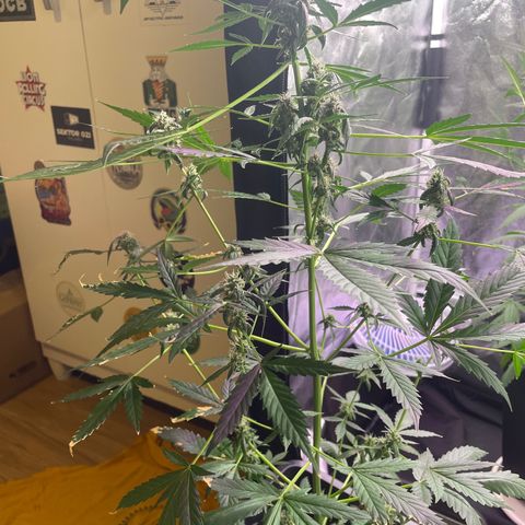 Amnésia  Haze Auto#1 growlog timeline photo