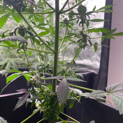 Amnésia  Haze Auto#1 growlog timeline photo