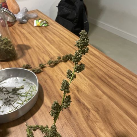 Amnésia  Haze Auto#1 growlog timeline photo