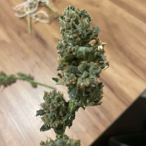 Amnésia  haze auto#3 growlog timeline photo