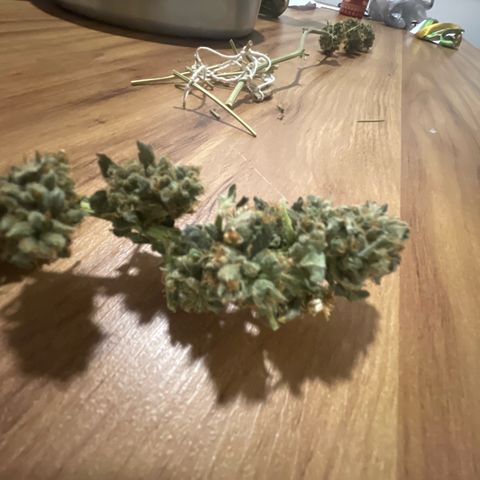 Amnésia  haze auto#3 growlog timeline photo
