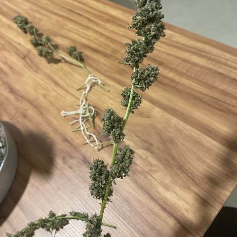 Amnésia  haze auto#3 growlog timeline photo