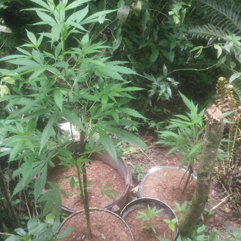 Dallikush growlog photo: 1.60 m  