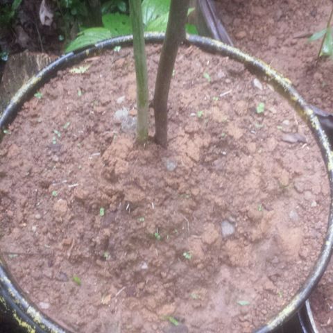 Dallikush growlog photo: Caule ficando áspero , alguns galhos ficando rouxo e ainda em estado vegetativo quase querendo a florescer . Obs: lindas 