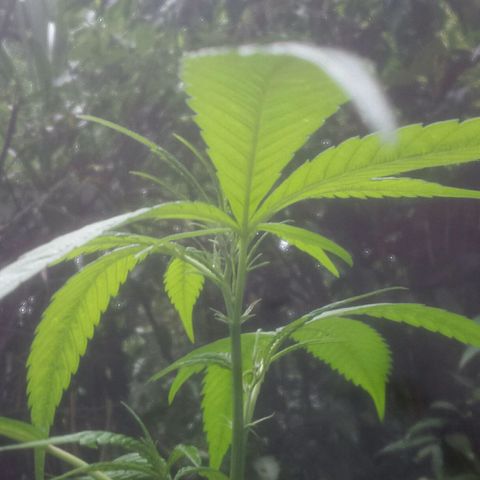 Dallikush growlog photo: Caule ficando áspero , alguns galhos ficando rouxo e ainda em estado vegetativo quase querendo a florescer . Obs: lindas 