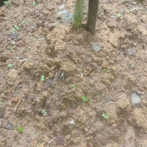 Dallikush growlog photo: Caule ficando áspero , alguns galhos ficando rouxo e ainda em estado vegetativo quase querendo a florescer . Obs: lindas 