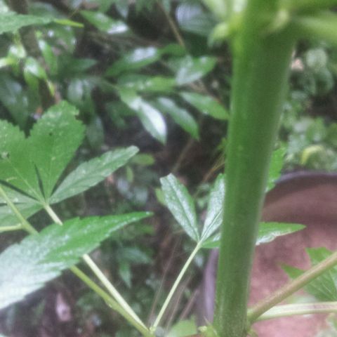 Dallikush growlog photo: Caule ficando áspero , alguns galhos ficando rouxo e ainda em estado vegetativo quase querendo a florescer . Obs: lindas 