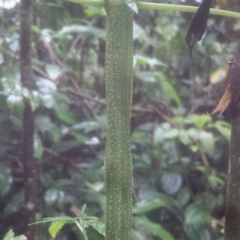 Dallikush growlog photo: Caule ficando áspero , alguns galhos ficando rouxo e ainda em estado vegetativo quase querendo a florescer . Obs: lindas 