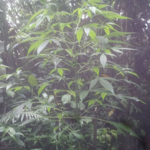 Dallikush growlog photo: Caule ficando áspero , alguns galhos ficando rouxo e ainda em estado vegetativo quase querendo a florescer . Obs: lindas 