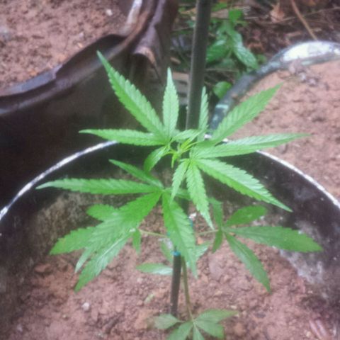 Dallikush growlog photo: Ótimo crescimento com semana de muita chuva .