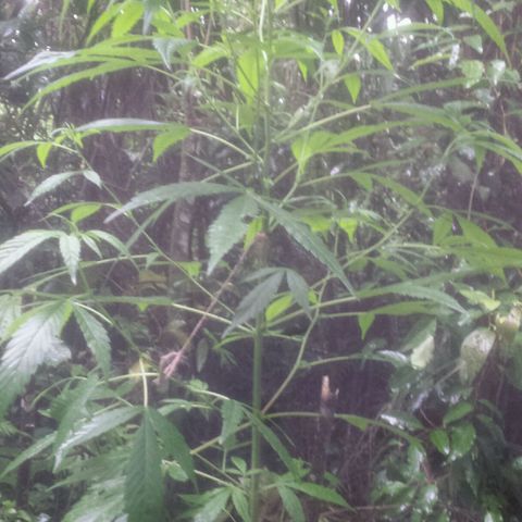 Dallikush growlog photo: Um galho quebrou e começei a colocar amarras no pé por causa da forte chuva todos os dias .