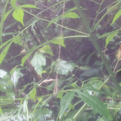 Dallikush growlog photo: Um galho quebrou e começei a colocar amarras no pé por causa da forte chuva todos os dias .