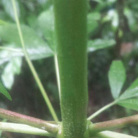 Dallikush growlog photo: Um galho quebrou e começei a colocar amarras no pé por causa da forte chuva todos os dias .