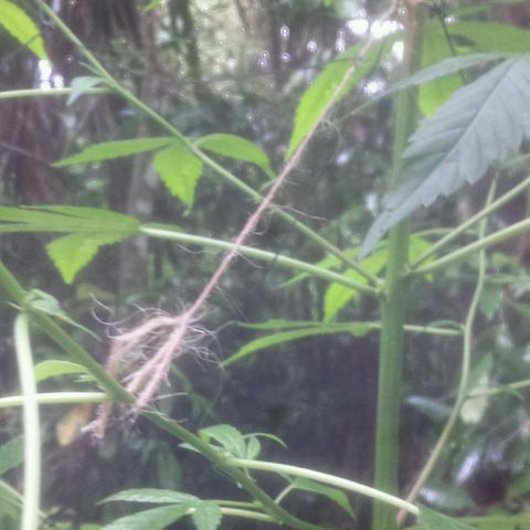 Dallikush growlog photo: Um galho quebrou e começei a colocar amarras no pé por causa da forte chuva todos os dias .