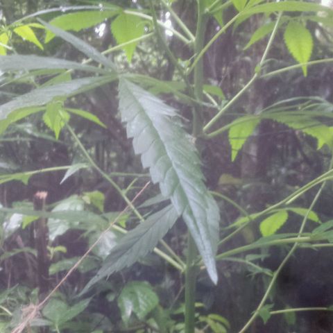 Dallikush growlog photo: Um galho quebrou e começei a colocar amarras no pé por causa da forte chuva todos os dias .