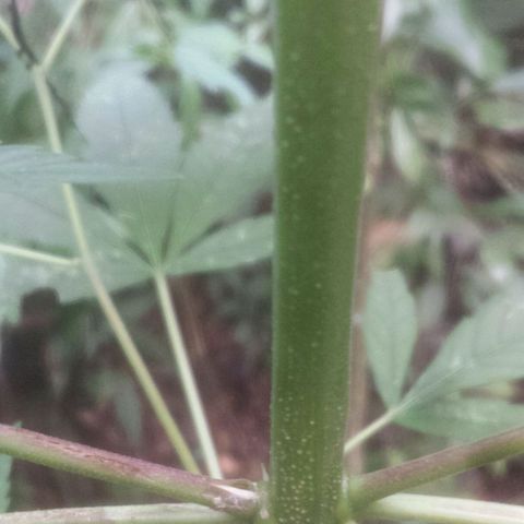 Dallikush growlog photo: 1 dia de recuperação do galho quebrado 