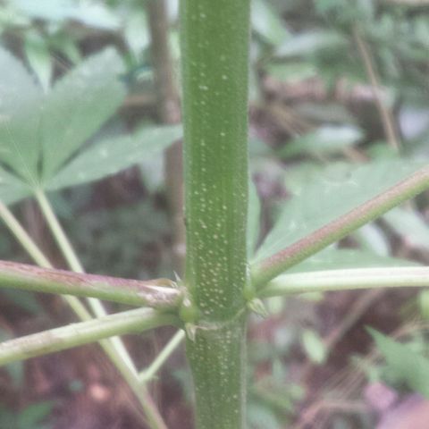 Dallikush growlog photo: Recuperação galho quebrado 