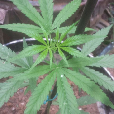 Dallikush growlog photo: Nasceram folhas de 7 pontas 