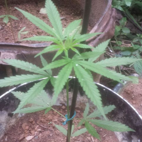 Dallikush growlog photo: Nasceram folhas de 7 pontas 