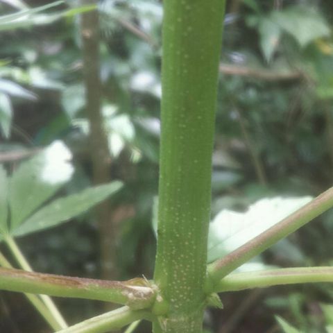 Dallikush growlog photo: Recuperação do galho e ótimo desenvolvimento.