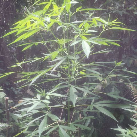 Dallikush growlog photo: Recuperação do galho e ótimo desenvolvimento.