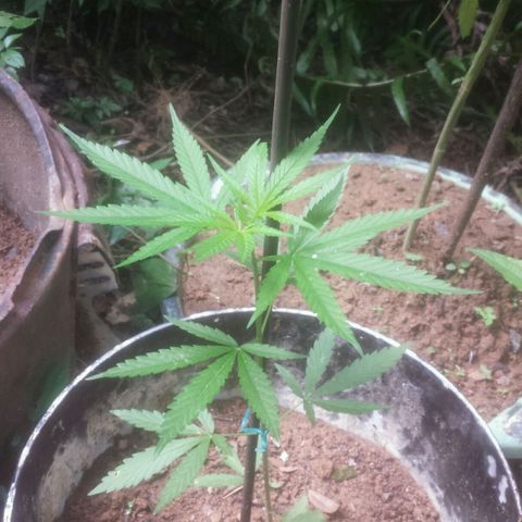 Dallikush growlog photo: Ótimo desenvolvimento já nasceram folhas de 7 pontas .
