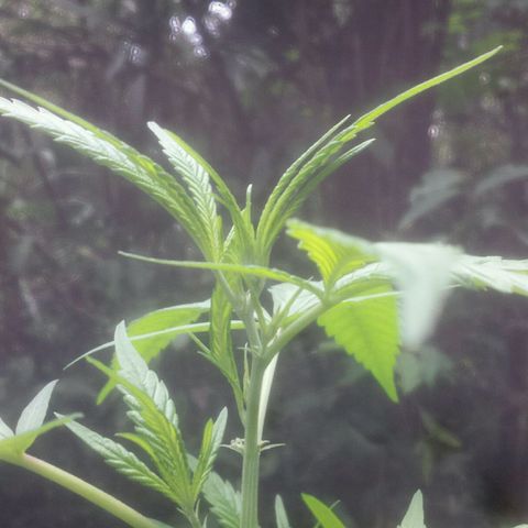 Dallikush growlog photo: Linda demais . Acompanhando cicatrização do galho quebrado . 